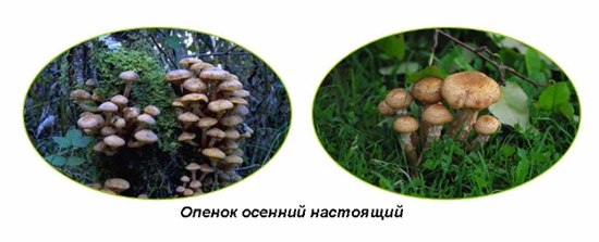 Champignons vénéneux: fausses agarines au miel, photo