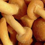 Agarics de miel congelé pour l'hiver