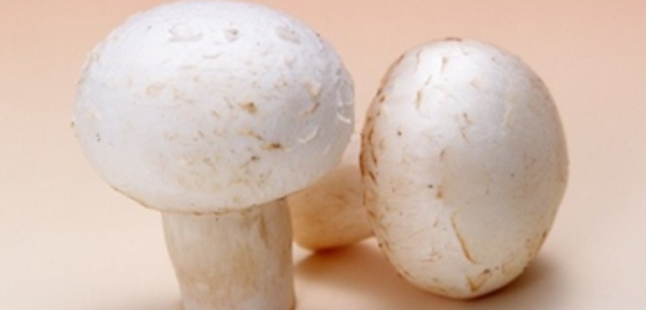 champignons champignons