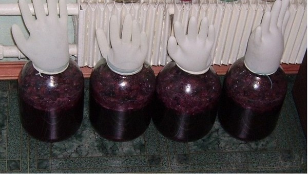 Le vin de cerise maison, une recette simple avec de la vodka, sans levure. Comment faire du vin de cerise à la maison avec un gant