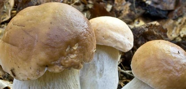 Comment faire cuire des champignons blancs pour la soupe et la conservation