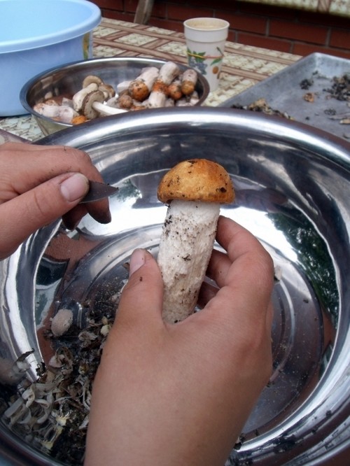 Comment faire cuire des champignons blancs pour la soupe et la conservation