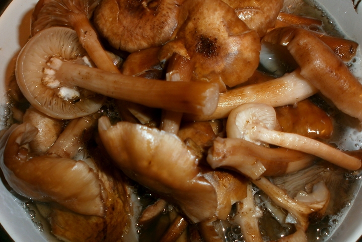 Comment préserver les agarics de miel pour l'hiver - photo Preservation Prescription