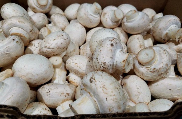 Comment mariner les champignons