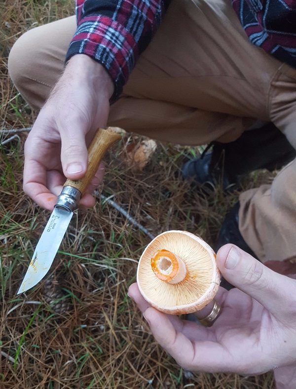 Comment mariner les champignons