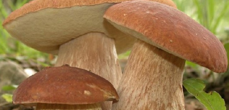 Comment congeler des champignons blancs pour les garder longtemps