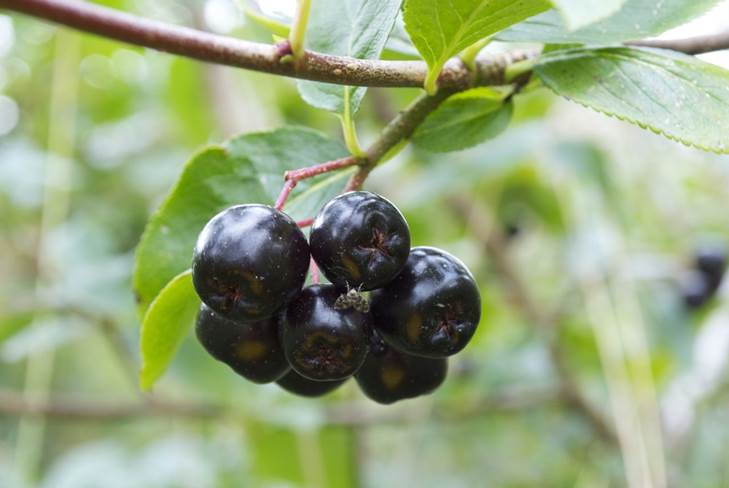 Comment faire du vin fait maison à partir de l'aronia à la maison 