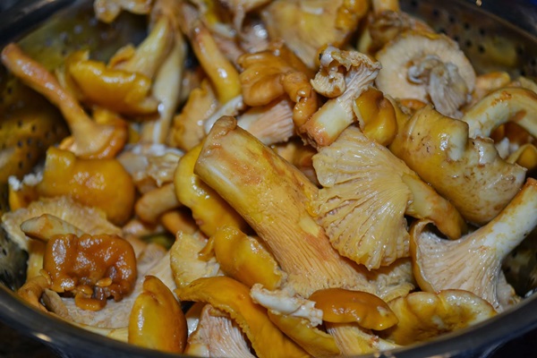 Comment faire cuire les chanterelles dans une poêle à frire