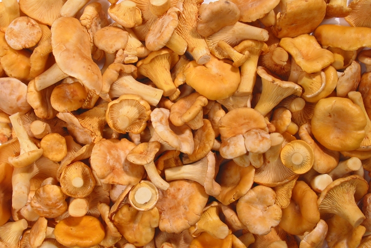 Comment sécher les girolles pour l'hiver au four, pour ne pas être amer