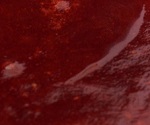 Confiture de rhubarbe - recette de photo