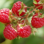 Comment préparer le jus de framboise pour l'hiver