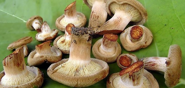 Champignons Solim porcs pour l'hiver