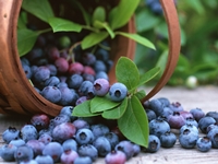 Comment fermer les blancs de bleuets pour l'hiver