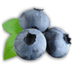 Comment fermer les blancs de bleuets pour l'hiver