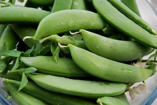 Pois verts, en conserve pour l'hiver à la maison