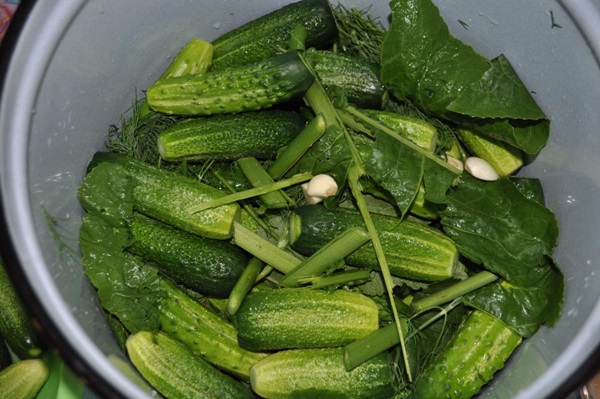 Concombre croustillant et salé dans une casserole