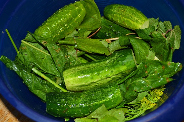 Concombre croustillant et salé dans une casserole