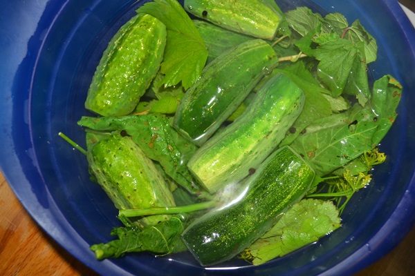 Concombre croustillant et salé dans une casserole