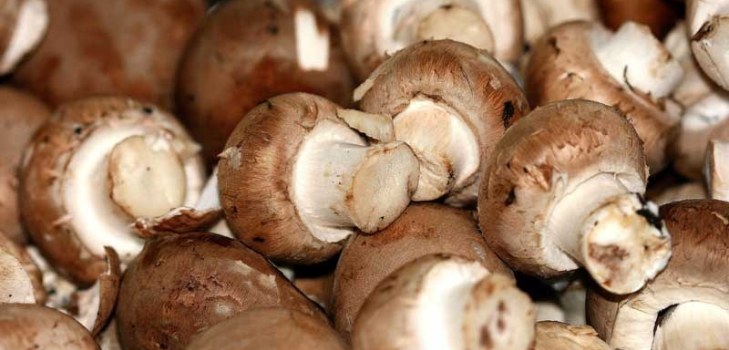beaucoup de champignons
