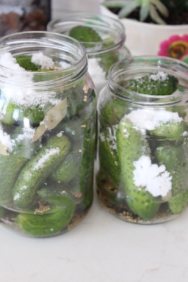 Concombres à la moutarde pour l'hiver en canettes, recettes avec photo