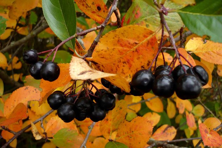 Des blancs utiles pour l'hiver: sirop de l'airelle d'aronia