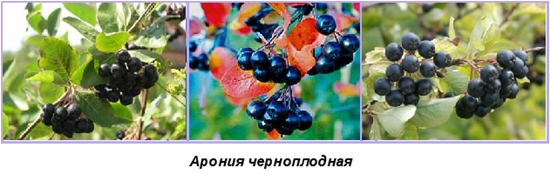 Des blancs utiles pour l'hiver: sirop de l'airelle d'aronia