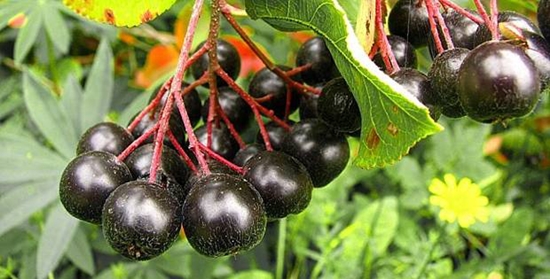 Des blancs utiles pour l'hiver: sirop de l'airelle d'aronia