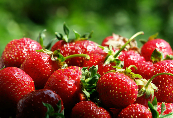 fraises fraîches