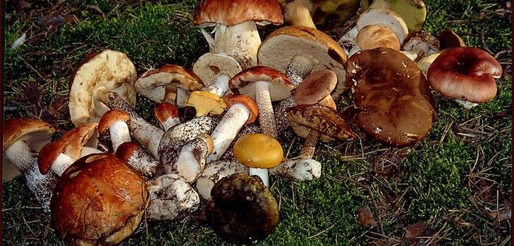 La recette de la soupe de champignons séchés, ses propriétés utiles