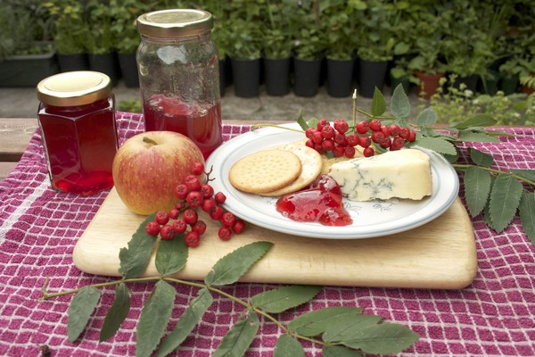 Rowan pour l'hiver: recettes de billettes de l'aronia rouge et noir habituel
