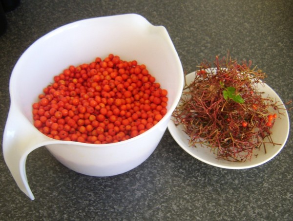 Rowan pour l'hiver: recettes de billettes de l'aronia rouge et noir habituel