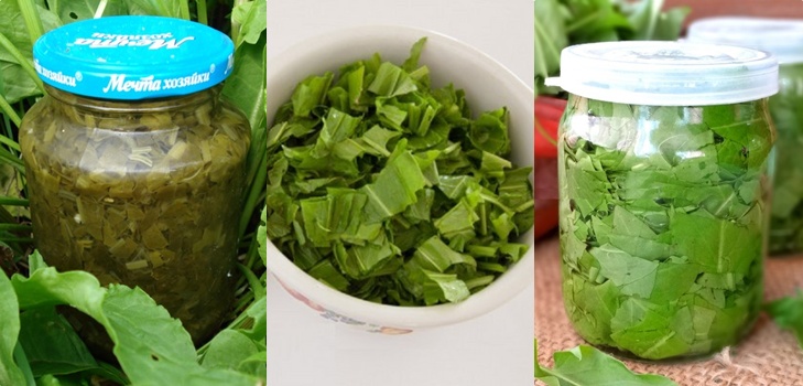 Guérisseur vert: les meilleures recettes maison d'oseille