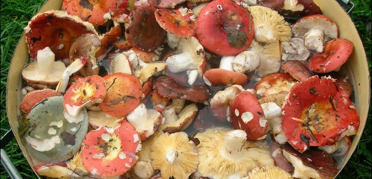 Seigle: recettes de cuisine simples et délicieuses