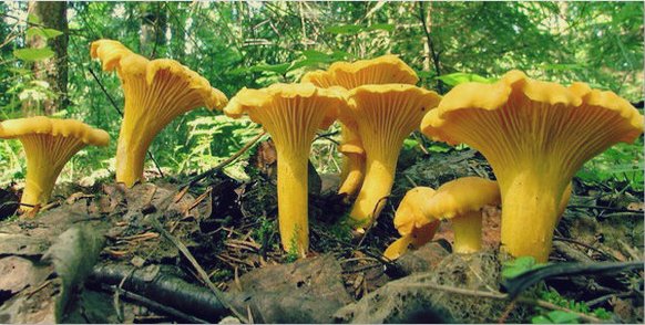Chanterelle salée
