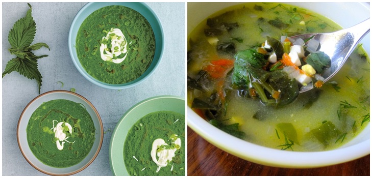 Soupe verte d'oseille