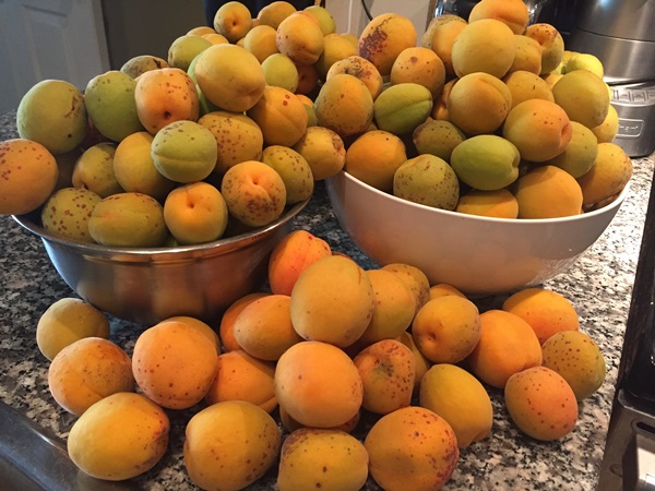 Confiture d'abricot - recette royale