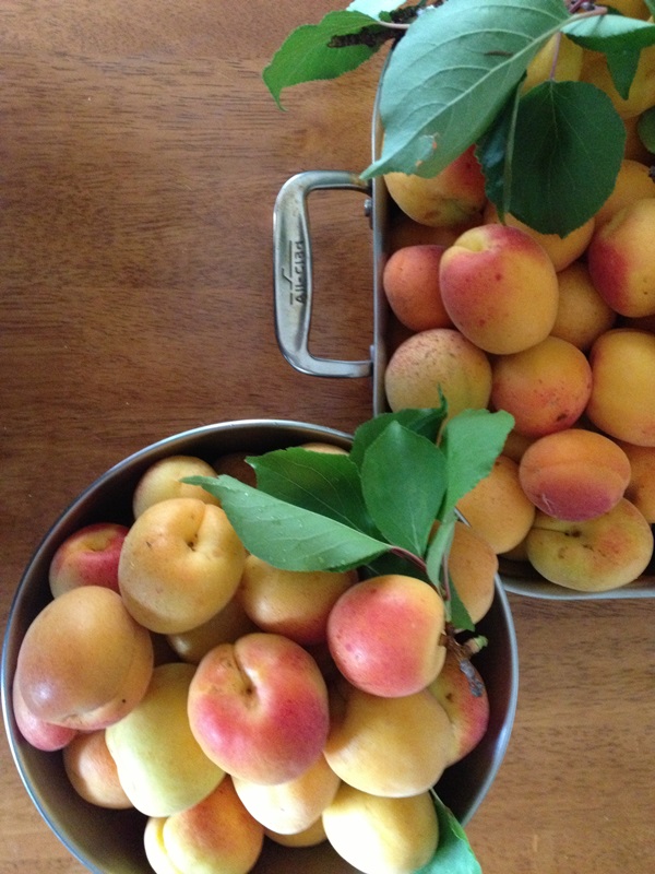 Confiture d'abricot - recette royale