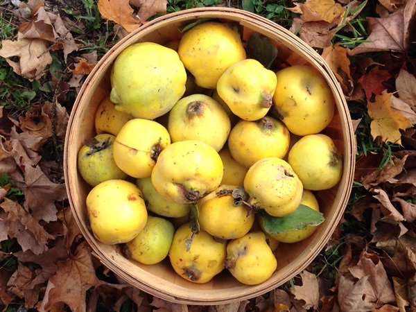 Confiture de coing: les recettes les plus délicieuses avec des photos