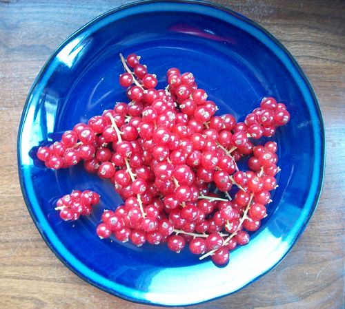Gelée de groseille rouge