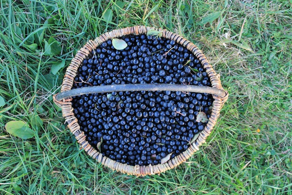 Confiture d'aronia