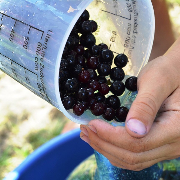 Confiture d'aronia