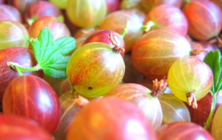 Confiture de groseille à maquereau