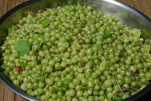 Recettes de confiture de groseilles à maquereau