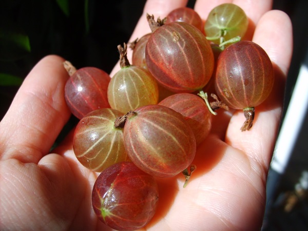 Recettes de confiture de groseilles à maquereau