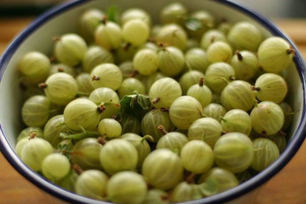 Recettes de confiture de groseilles à maquereau
