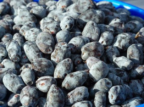 Comment préparer la confiture de chèvrefeuille