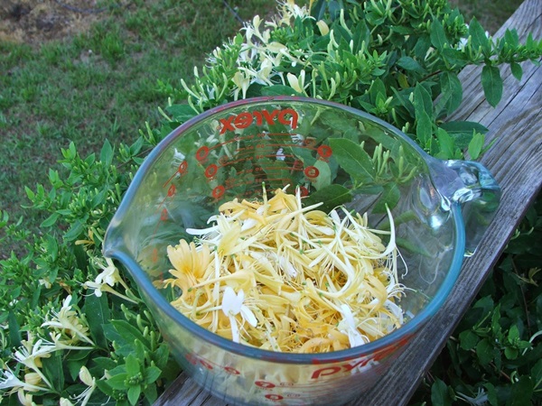 Confiture de chèvrefeuille