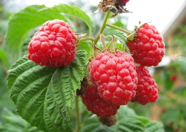 Vin de framboise à la maison - recettes simples Vin de framboise à la maison - recettes simples