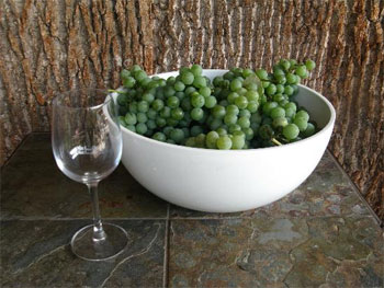 Comment faire du vin à partir de raisins verts