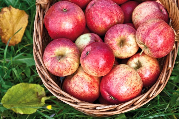 Vin fait maison de pommes